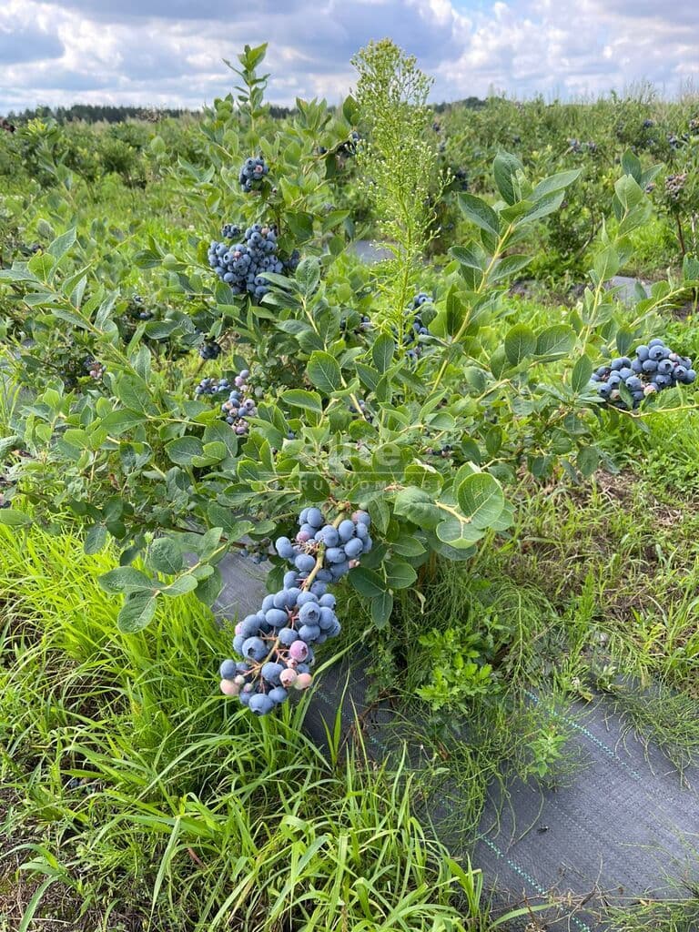 Lisowo, Zachodniopomorskie