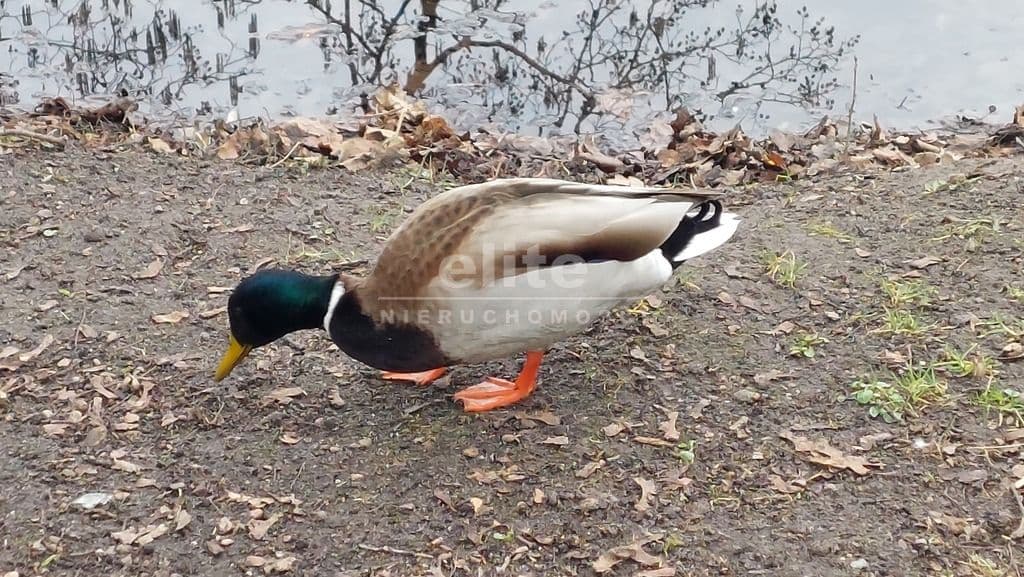 Mielno, Zachodniopomorskie